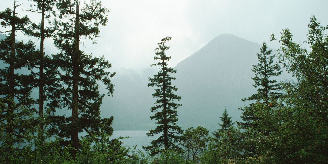 Burned Out Before 30, Reborn in the Wild