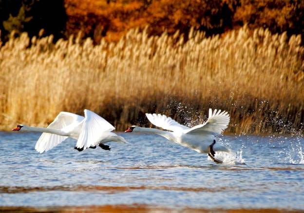 A pair of swans flying over water

AI-generated content may be incorrect.