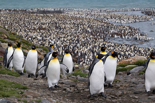 20+ March Of The Penguins Stock Photos, Pictures & Royalty-Free Images -  iStock