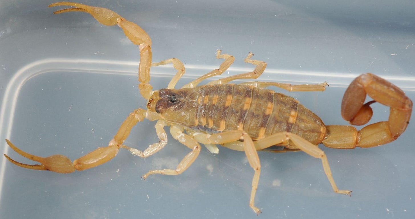 Scorpion