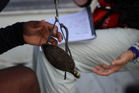 Monitoring aquatic life. Credit: Anita Makri