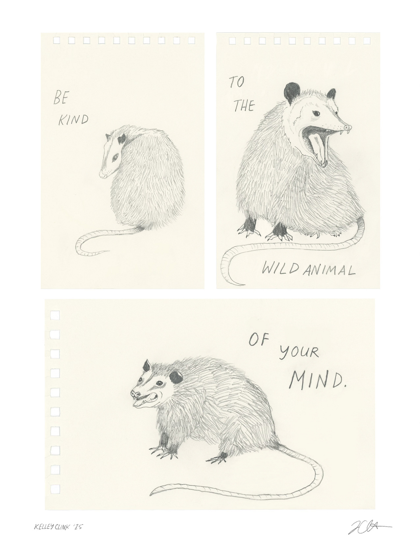All three possum drawings together, arranged like a three panel comic. 