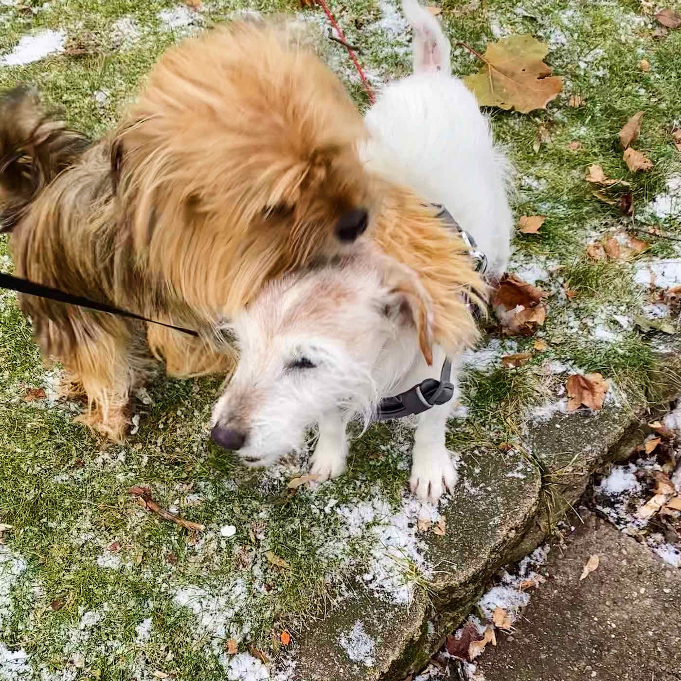Fozzie being climbed all over by his friend, Molly Fozzie being climbed all over by his friend, Molly