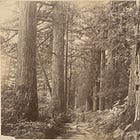 After the Hoh Rain Forest