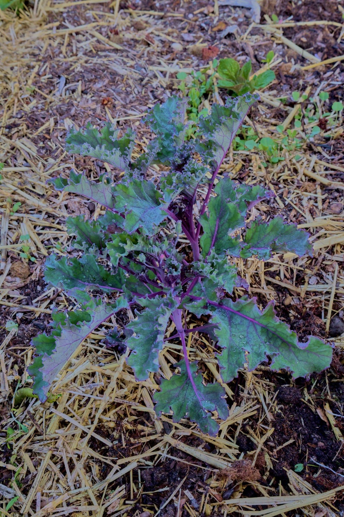 a red russian kale plant