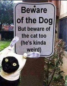 A rectangular white sign with black text reads Beware of the Dog at the top, followed by But beware of the cat too below, and (hes kinda weird) at the bottom. A black and white cat with glowing yellow eyes and white paws peeks over the top edge of the sign from the right side. The sign is placed outdoors on a grassy lawn with a blurred building and window in the background.