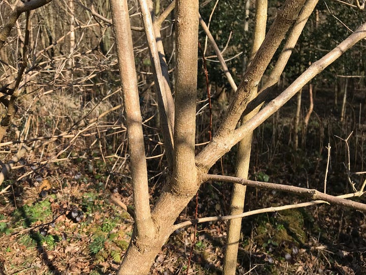 Light brown stem of cramp bark and cut dried bark pieces