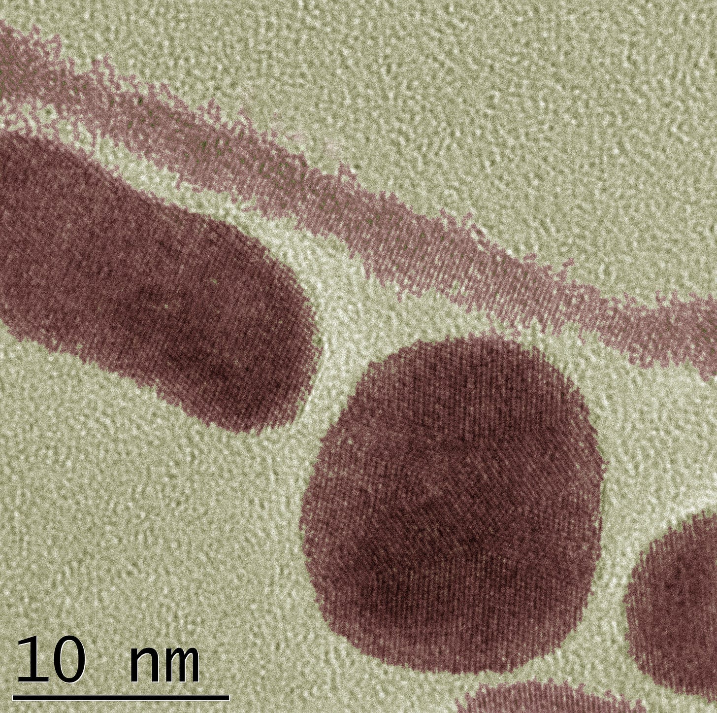 TEM image of gold nanoparticles and nanorods TEM image of gold nanoparticles and nanorods