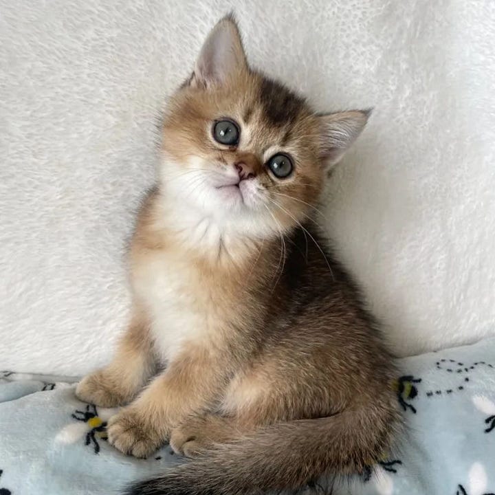 A gallery of 4 photos of them as baby kittens. They are tiny and adorable with big eyes, scrunched faces and soft short fuzzy fur.