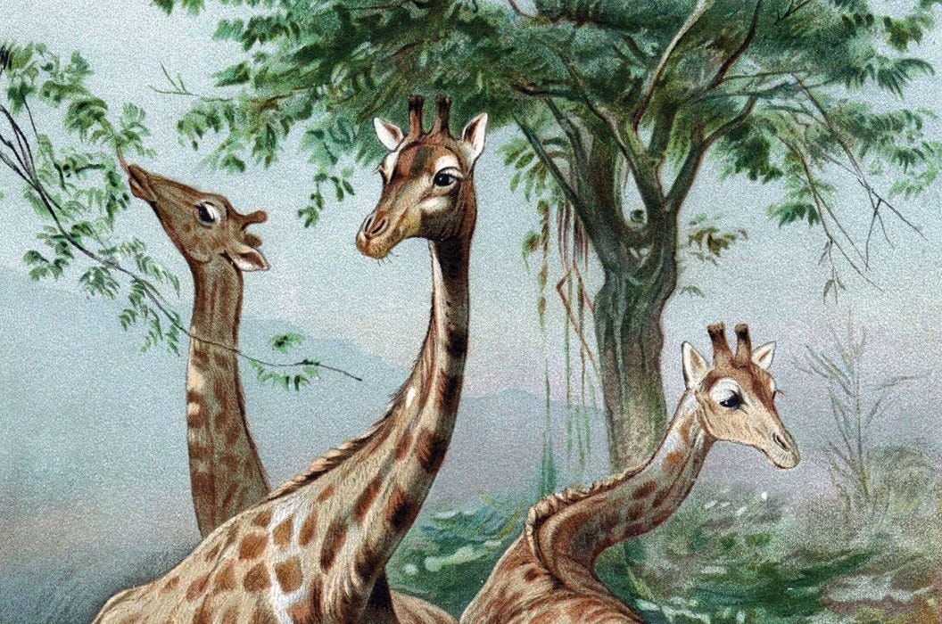 Lamarckism | Facts, Theory, & Contrast with Darwinism | Britannica