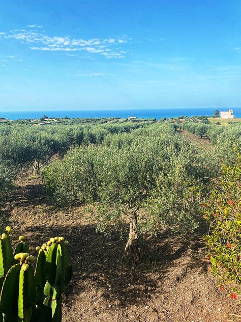 A quiet morning on the farm, overlooking Torre Salsa. This view reminds me to breathe.  The olive trees that ground me. Their rhythm is now my rhythm.  Fresh mulberries from the tree—small, sweet joys that signal the season.  Ferments in progress. A little science, a little patience, and a lot of love.  My favourite running trail, where thoughts unravel and clarity returns.  Moments of stillness under the olive trees. Sometimes, doing nothing is everything.  Sunset over Torre Salsa—reminding me that endings can be soft and beautiful.  The kitchen counter: where slow food, nature, and intention come together.  The olive branch—a simple symbol of peace, and of this life I never imagined.