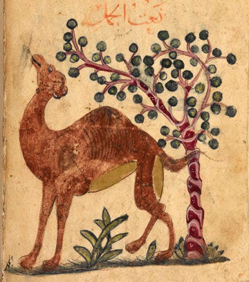 Wonderful drawing of a camel under a fruiting tree by Kitab Na't al-hayawan from the British Library Archive