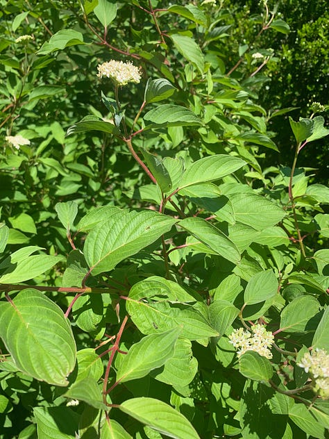 Three photos featuring cherry tomatoes waiting to be picked in the hydroponic garden; a picture of the white blooms of the red twig dogwood bush, and the coral blooms of a patch of Columbines.