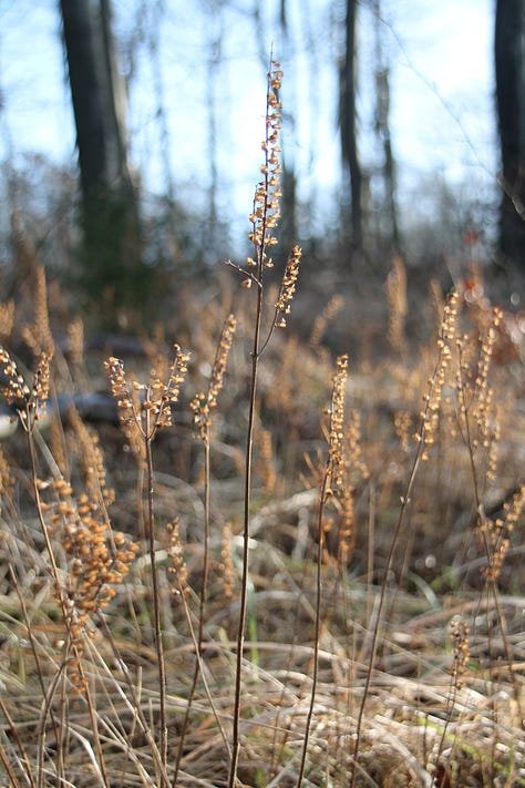 nature photos of trees, moss, mushrooms and dried grass