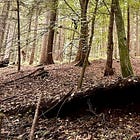 Waldeinsamkeit #12 und #13: Pilze sammeln, Ruhe finden