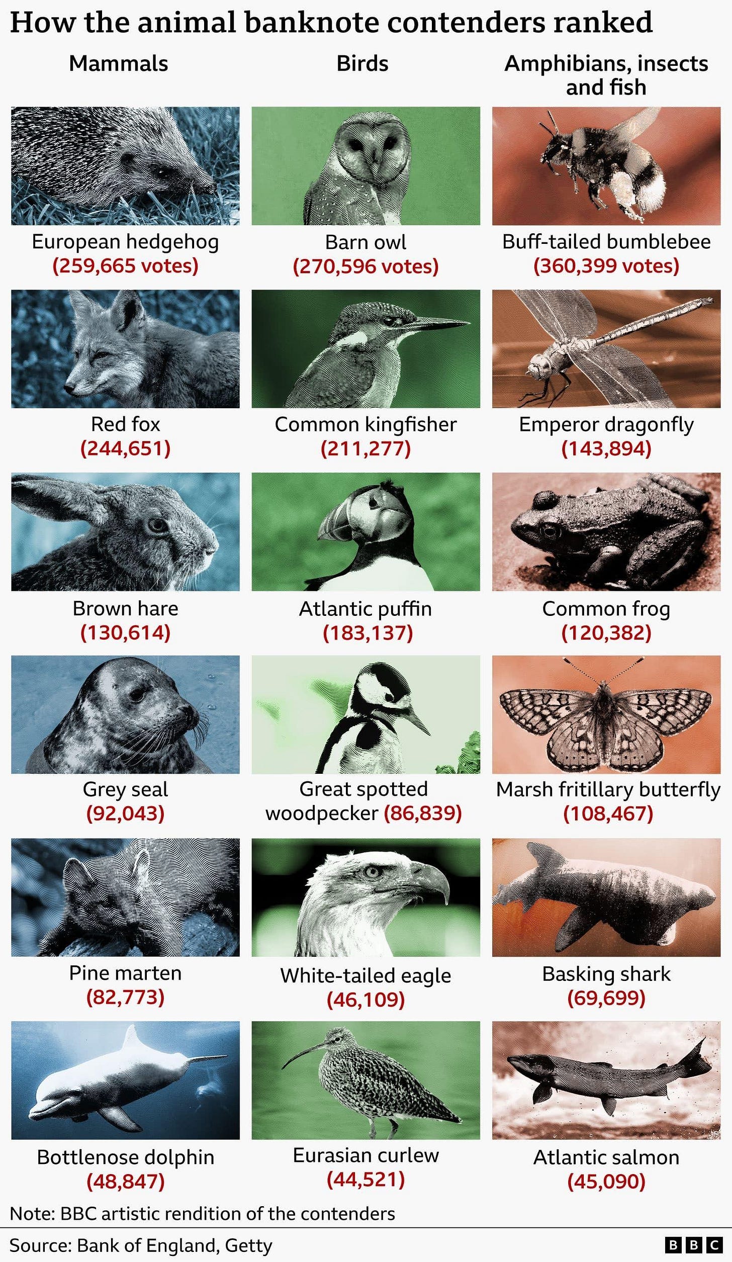 Infographic showing the results of a public vote on animals shortlisted for potential Bank of England banknotes, grouped into three categories: mammals, birds, and amphibians, insects and fish. The buff-tailed bumblebee received the most votes overall with 360,399. Among birds, the barn owl led with 270,596 votes, and among mammals, the European hedgehog ranked first with 259,665. Other highly ranked animals include the red fox (244,651), common kingfisher (211,277), Atlantic puffin (183,137), emperor dragonfly (143,894), brown hare (130,614), common frog (120,382) and marsh fritillary butterfly (108,467). Lower-ranked contenders include the grey seal, pine marten, basking shark, bottlenose dolphin, white-tailed eagle, Atlantic salmon and Eurasian curlew, each receiving fewer than 100,000 votes. The graphic includes illustrated portraits of all 18 animals arranged in ranked order within their categories. Source: Bank of England and Getty.