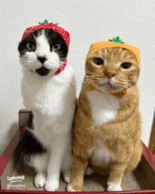 two cats wearing strawberry hats are sitting next to each other in a box