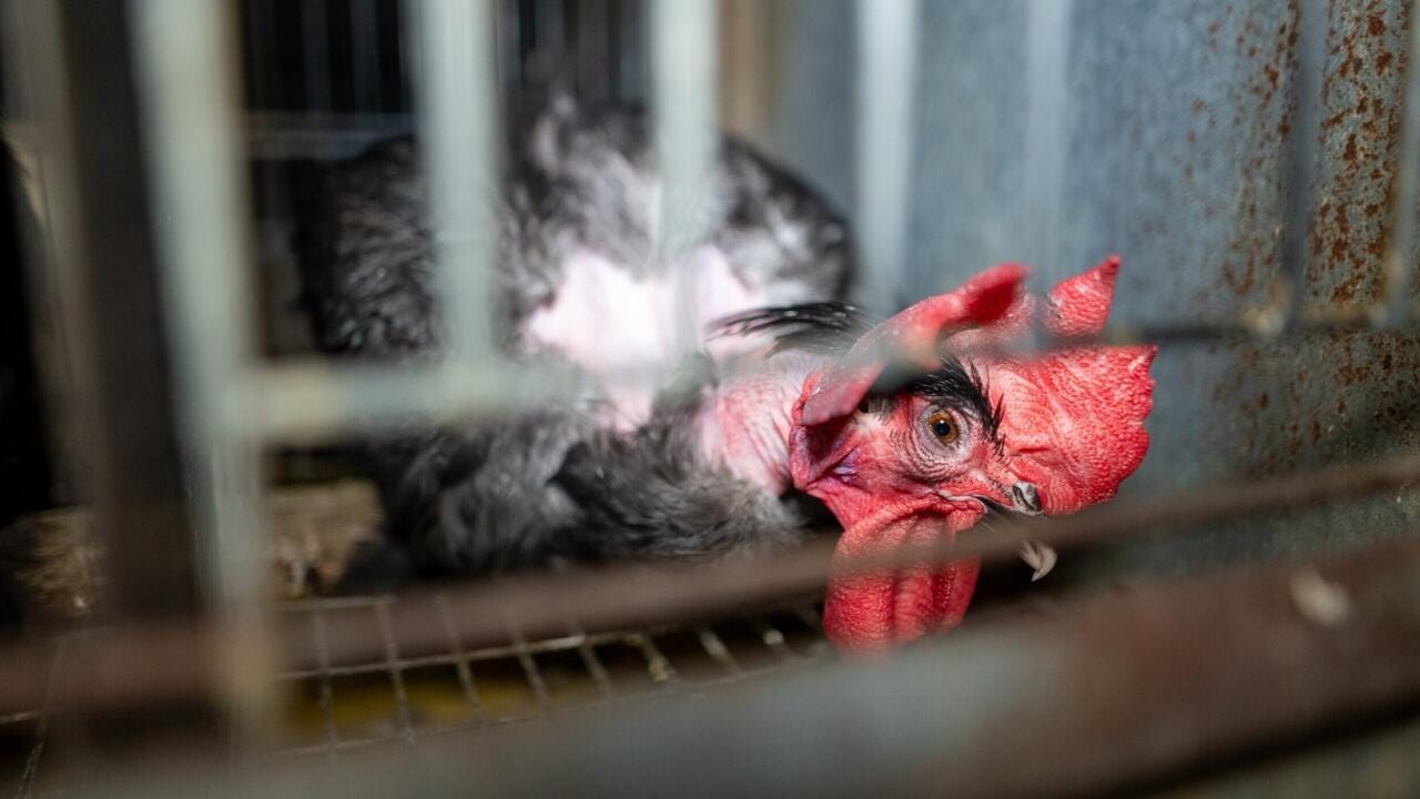 Exclusive: Global egg industry investigation reveals widespread abuse of caged hens amid bird-flu pandemic