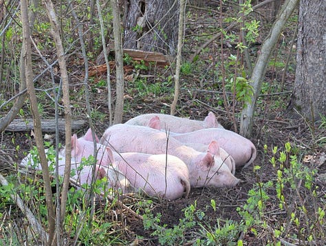 Chicken coop management, Trout lily, new pigs and lambs
