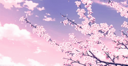 Cherry blossoms falling