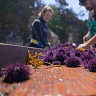 The Purple Urchin Removal Project is working to save coastal kelp forests one dive at a time