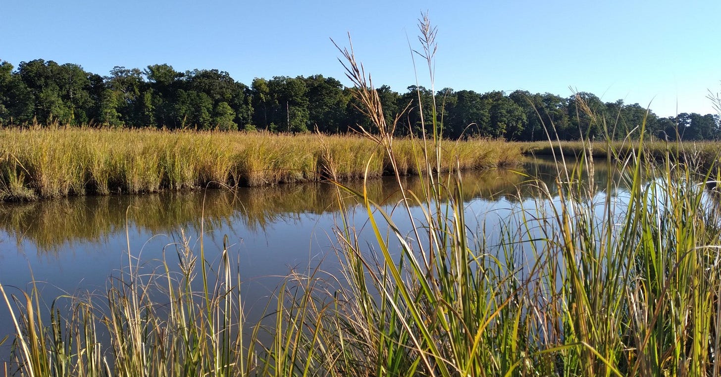 Marsh with tall grasses Marsh with tall grasses