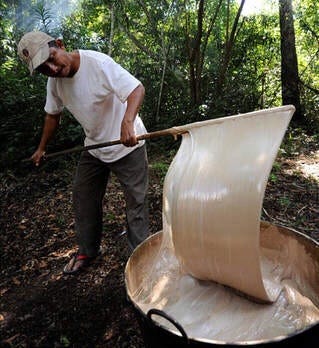 The ancient chewing gum of Maya – Gone with the wind