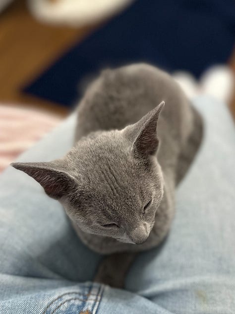 The photos of grey cats sitting like loaves.