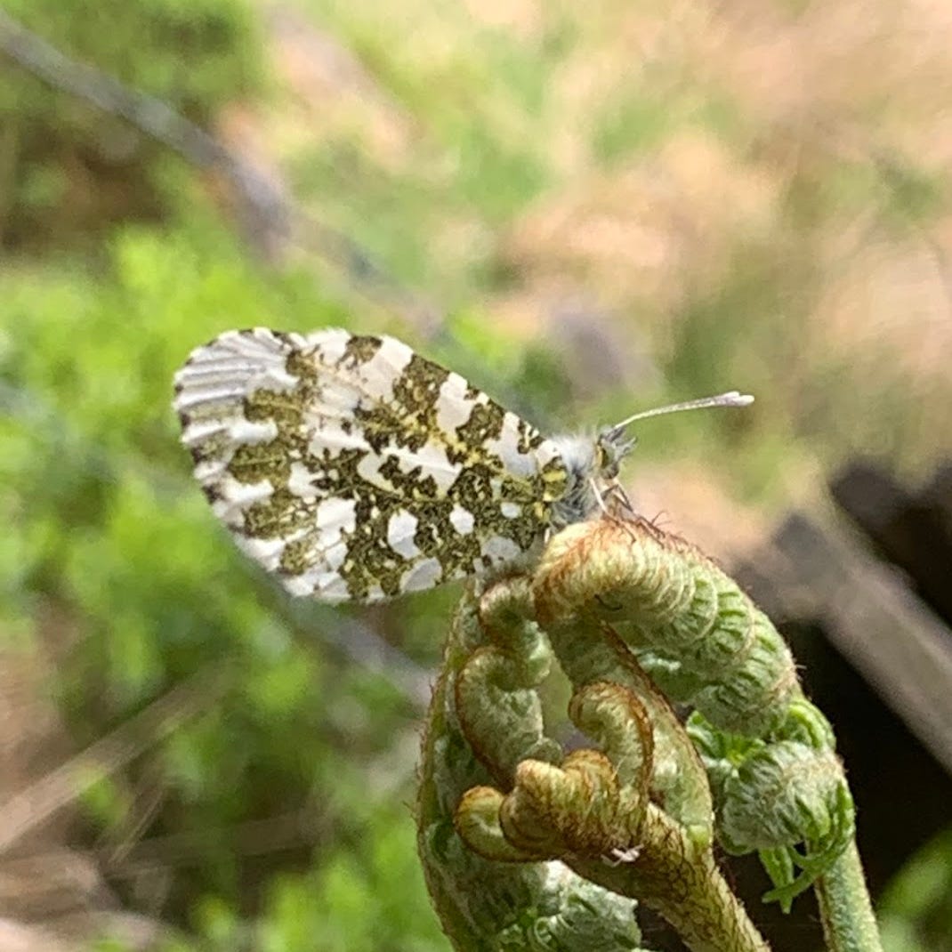 Rewilding Neurodiversity