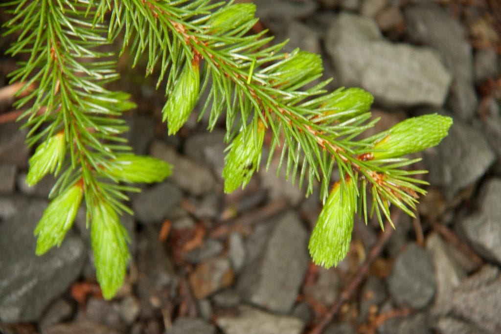 Spruce Tips: a Tasty Spring Treat - Backyard Forager