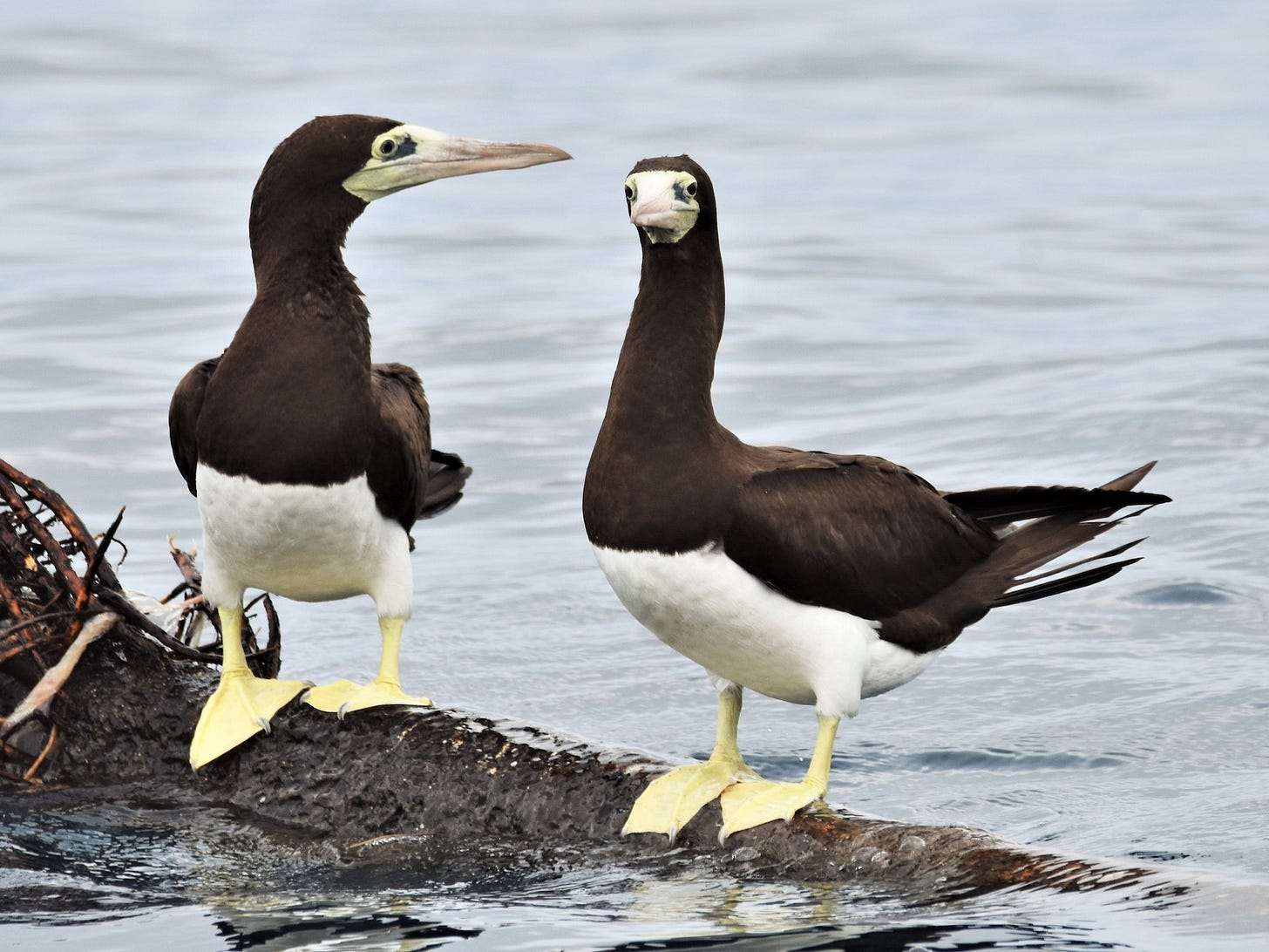 Brown Booby - eBird Brown Booby - eBird