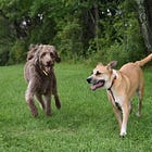 Are surburban dogs happier than city dogs?