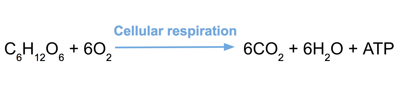 Cellular respiration review (article) | Khan Academy