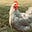 chickenblue's avatar