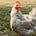 chickenblue's avatar