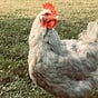 chickenblue's avatar