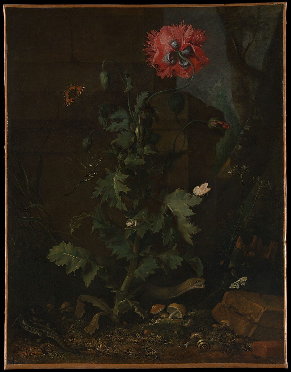 Otto Marseus van Schrieck dark forest floor still life with a red poppy, a snake, a lizard, snails and butterflies at the foot of a ruined monument