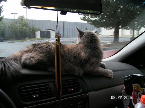 Aria_Car_Travel_with_Cats Aria_Car_Travel_with_Cats