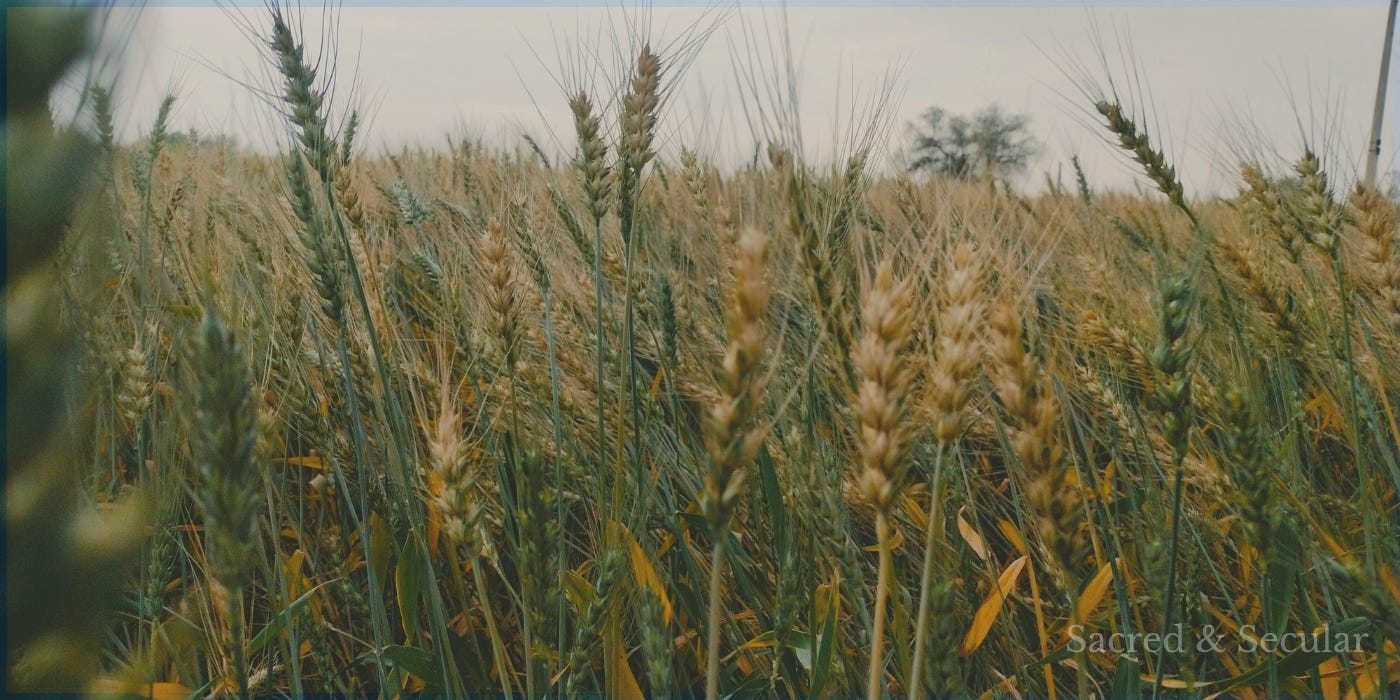 A close-up photograph of a wheat field, with green and golden stalks growing closely together in soft evening light, illustrating the biblical imagery of wheat and weeds growing side by side. A close-up photograph of a wheat field, with green and golden stalks growing closely together in soft evening light, illustrating the biblical imagery of wheat and weeds growing side by side.