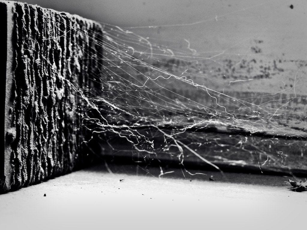 On roots, black and white and what persists.