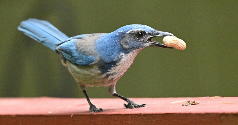 Scrub jays know the best-before date of their cached food