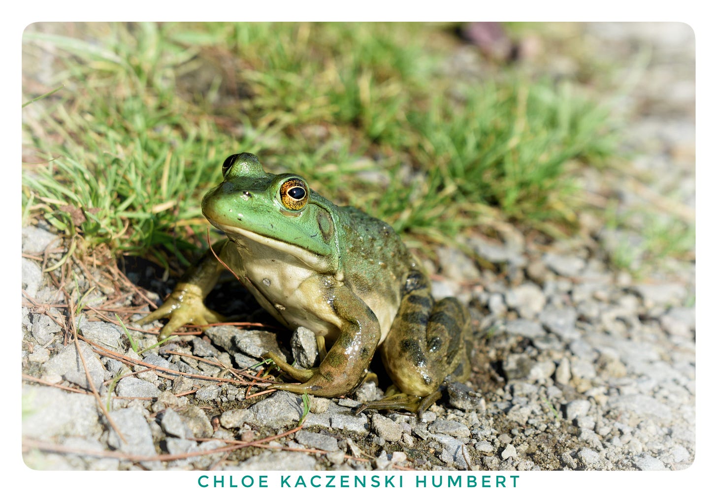 Frog at Promised Land State Park in Pennsylvania, July 19, 2022. Photo by Chloe Kaczenski Humbert. Frog at Promised Land State Park in Pennsylvania, July 19, 2022. Photo by Chloe Kaczenski Humbert.