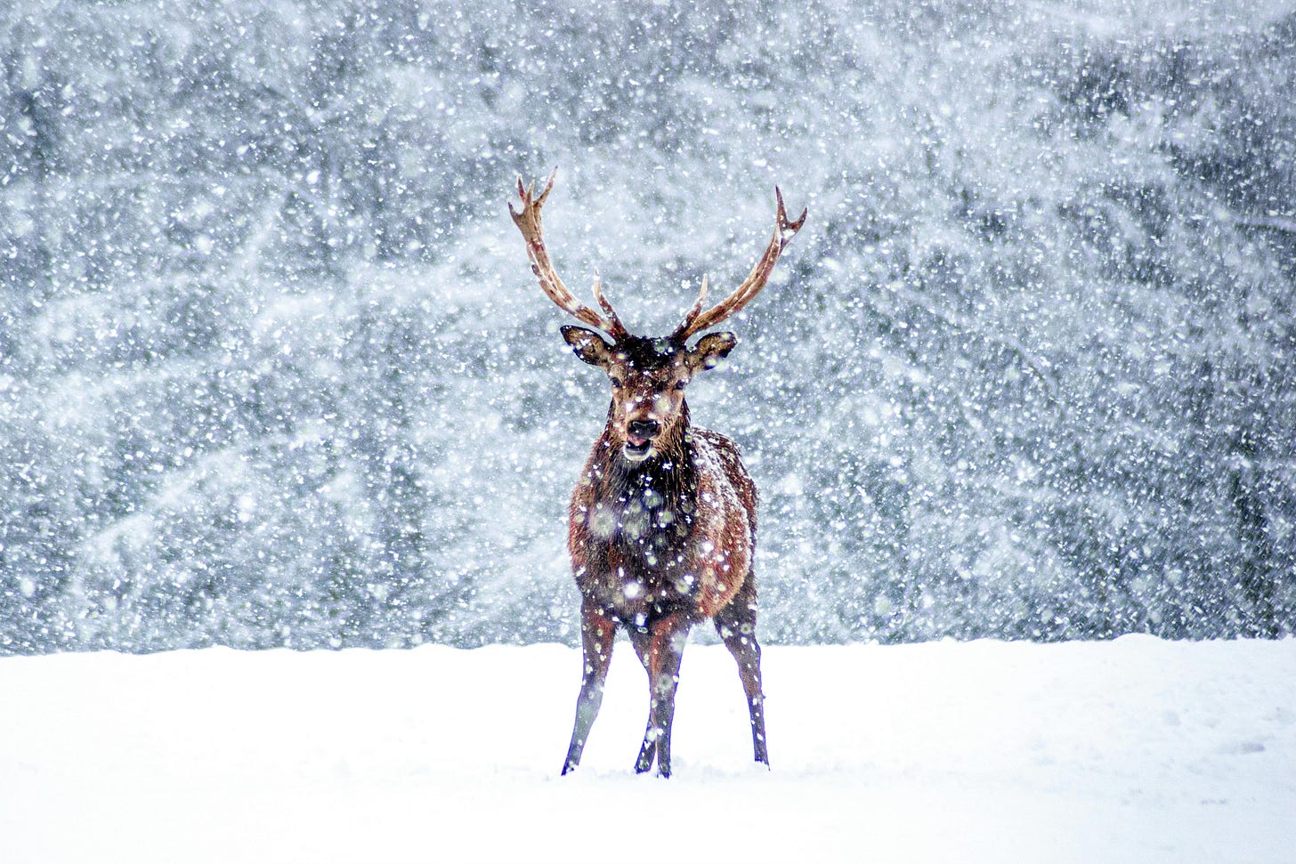 Photograph of a Deer in White Snow by Lewis Ashton.