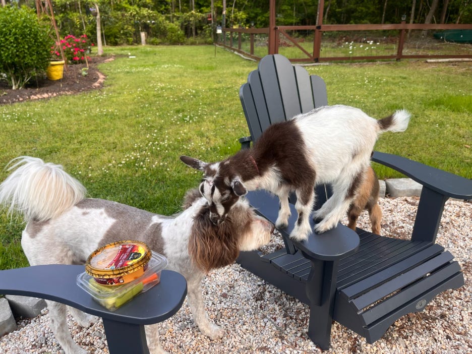 A goat standing on a chair

AI-generated content may be incorrect.