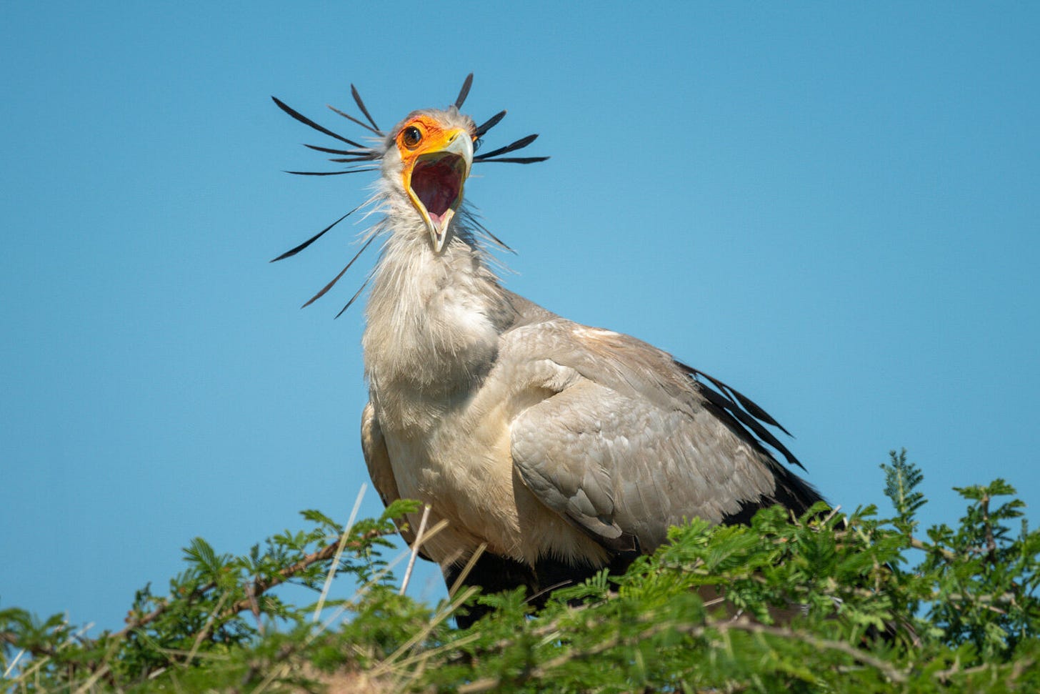 Secretary bird
