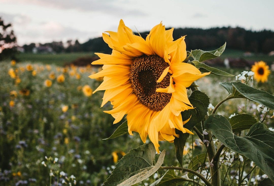 yellow sunflower