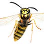 Yellowjacket's avatar