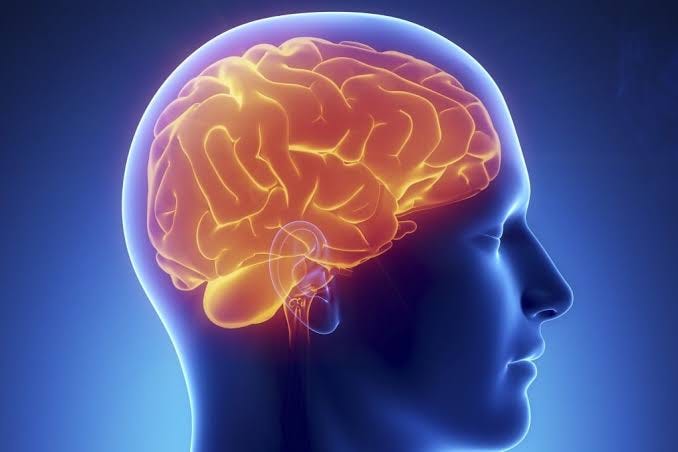 The brain: how it works and the best ways to keep it healthy as you get older | South China Morning Post