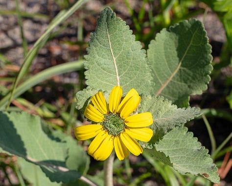 Three close-ups of the flowers of soft greeneyes. They are yellow and daisy-like, with yellow ray flowers and green or green and brown centers. The third photo shows the underside of one flower head, cupped in an overlapping collection of leaves that are reminiscent of rose petals.