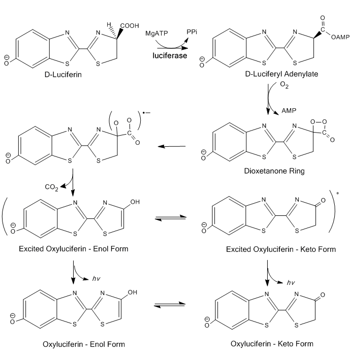 Luciferase. Yes, THAT Lucifer. They’re so cute with their little symbols, no? Luciferase. Yes, THAT Lucifer. They’re so cute with their little symbols, no?